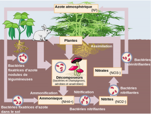 azote aquaponie