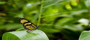 insectes ecosysteme aquaponique