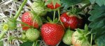 Agnès Joly fait pousser des fraises bio en aquaponie au coeur de Paris