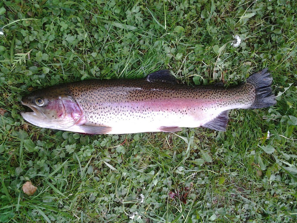 rainbow-trout-340352_1280