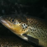 trout-233571_1280