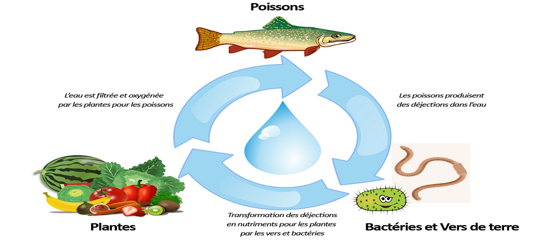 Le cycle de l'azote - Aquaponie France - Aquaponie professionnelle depuis  2014