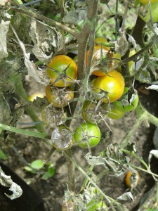 mildiou de la tomate