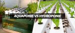 Hydroponie VS aquaponie