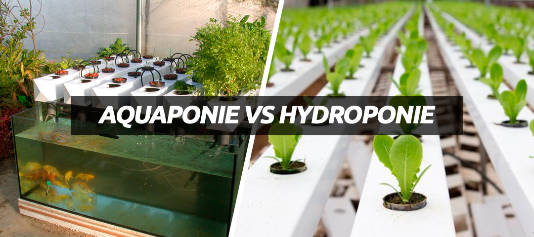 Hydroponie VS aquaponie - Aquaponie France - Aquaponie