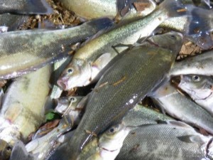 poissons morts (2)