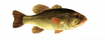 Elever le Black-Bass (micropterus salmoides) en aquaponie