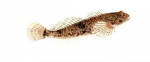 Élever le Chabot (Cottus gobio) en aquaponie