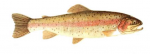 Élever la Truite Arc en ciel (Oncorhynchus mykiss) en aquaponie