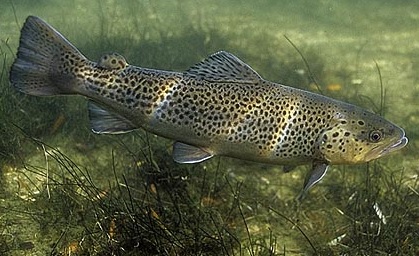 Fumage à froid des truites en aquaponie - Truites aquaponiques