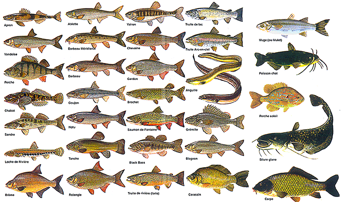Choisir son espèce de poisson pour l'aquaponie - Aquaponie France -  Aquaponie professionnelle depuis 2014