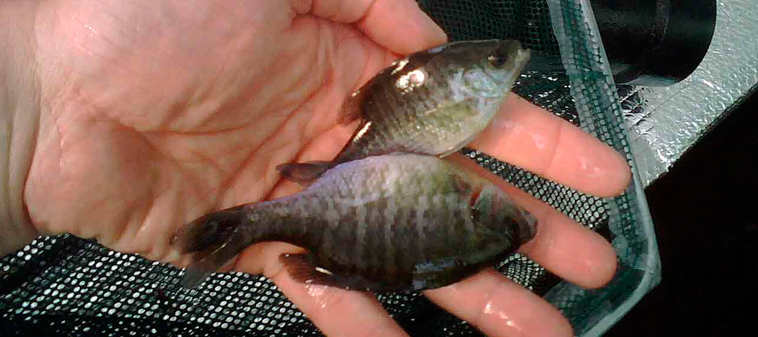 Poisson d'aquarium : quels poissons d'eau douces choisir ?