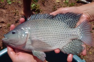 tilapia