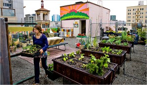 agriculture-urbaine-toit