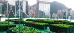 Agriculture urbaine et aquaponie