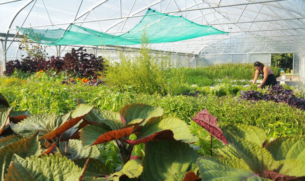 ferme-aquaponie-lucille-bonnet