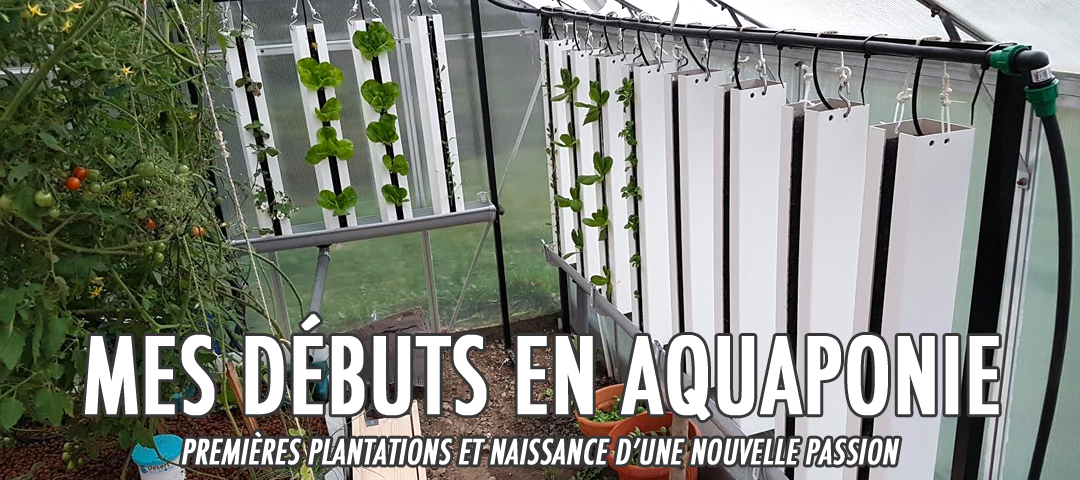 Les algues - Aquaponie France - Aquaponie professionnelle depuis 2014