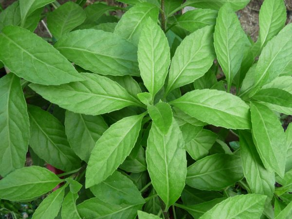 Gynura procumbens en godet de 0,4L