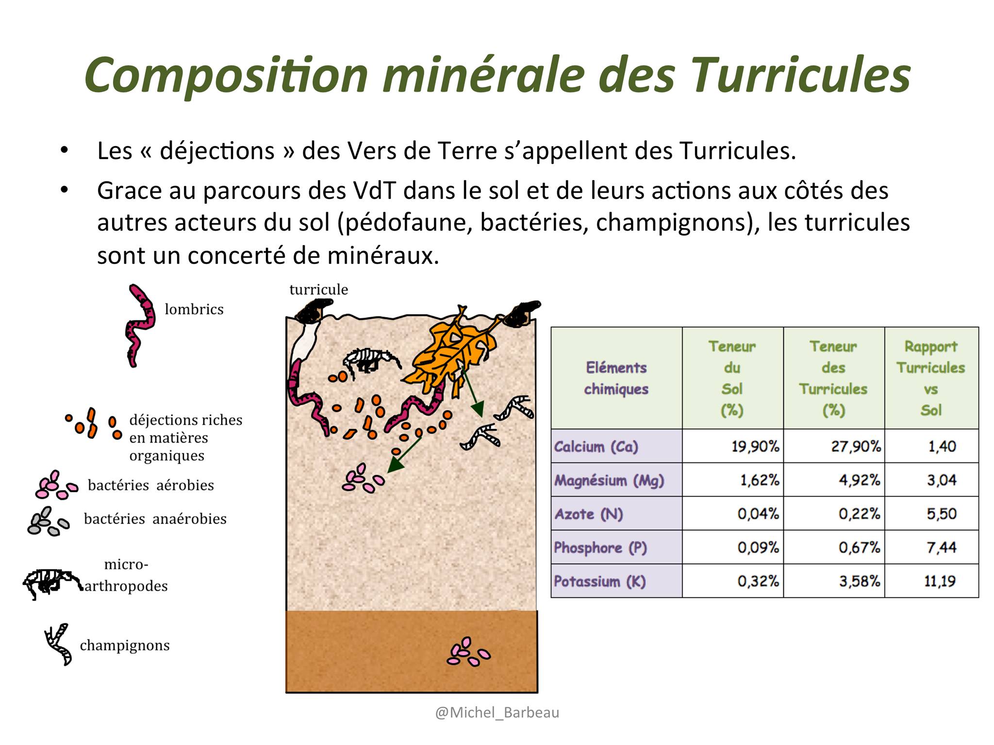 Composition minérale turicules